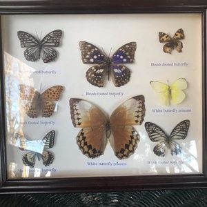 Real Butterfly Collection